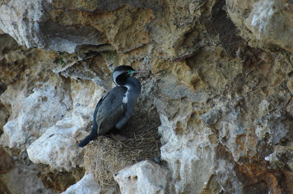 Cormoran au nid (spotted shag)